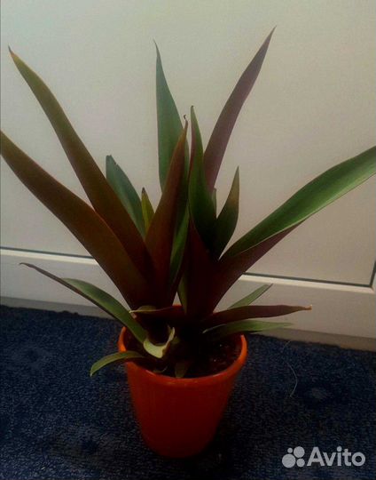 Цветы комнатные