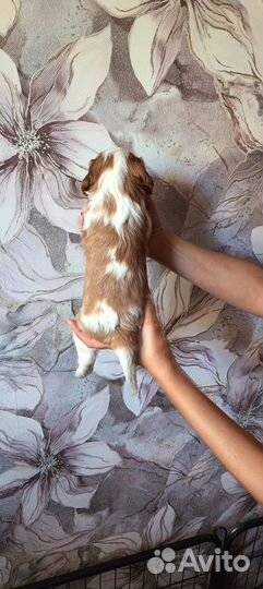 Кавалер кинг чарльз спаниель