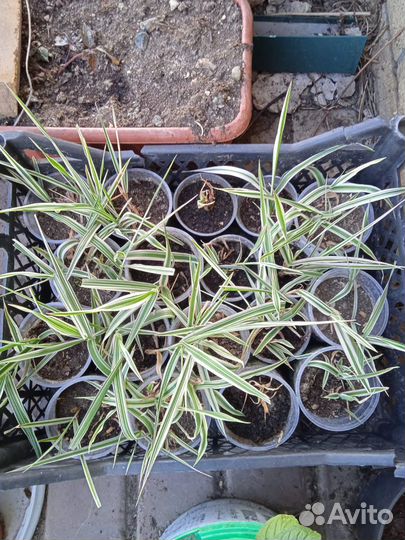 Декоративная трава (бухарник)