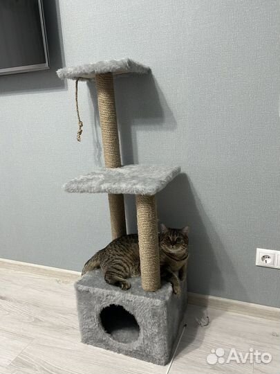 Шотландский кот