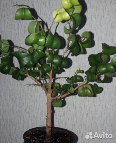 Комнатные растения. Фикус Forest fig