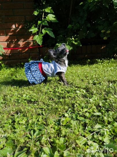 Чихуахуа длинношерстные