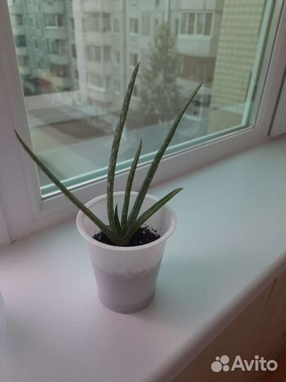 Алоэ вера детки