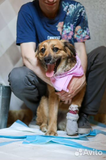 Красивейшая молодая Адель. Собака ищет дом