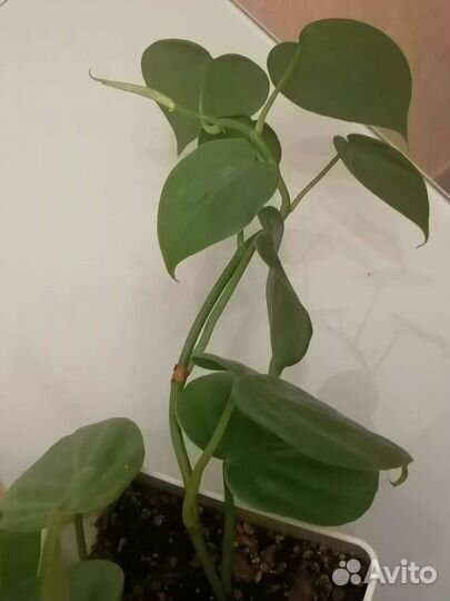 Филодендрон + Невеста, мунлайн