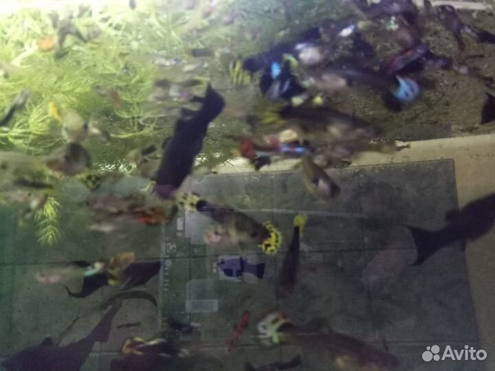 Рыбки гуппи 20