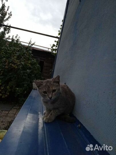 Дымчатый котенок (кошечка)