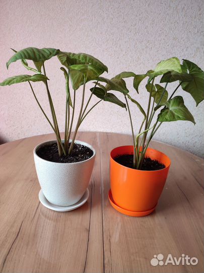 Сингониум, хлорофитум, бегония