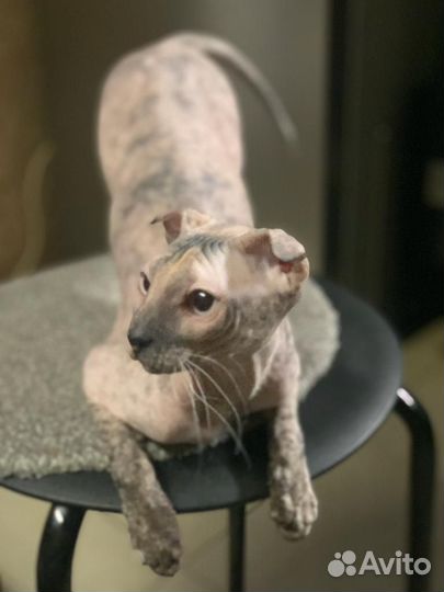 Кошка ищет кота для вязки