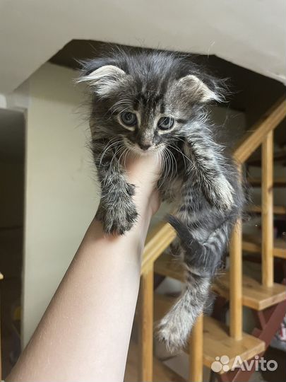 Вислоухие котята
