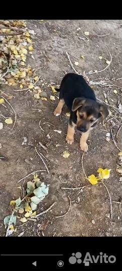 Щенки дворняжки