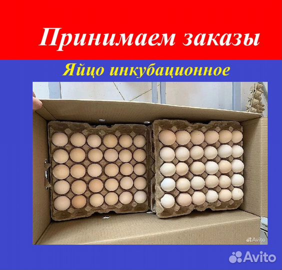 Яйца для инкубации