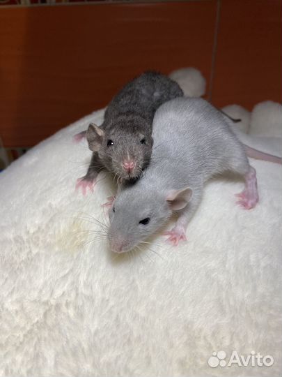 Крысята Рекс Серебристые Ушастые с клеткой и корм