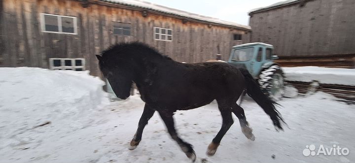 Жеребец тяжеловоз