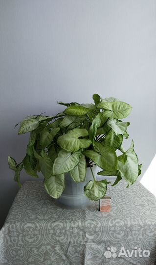 Комнатные растения 1 часть