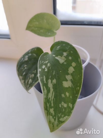 Сциндапсус сильвер энн