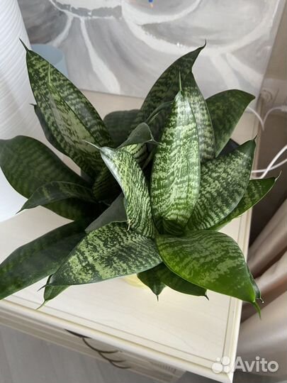 Сансевиерия низкорослая