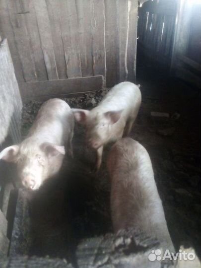 Поросята ландрас