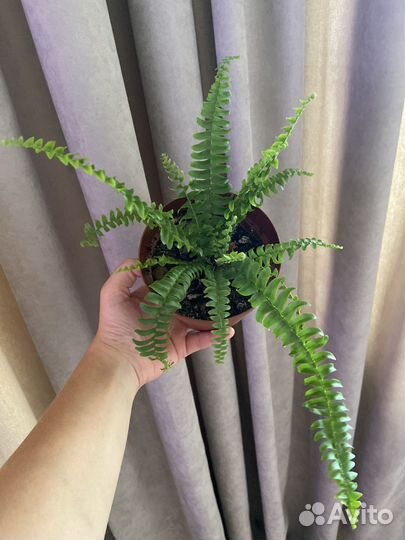 Комнатное растение Папоротник нефролепис