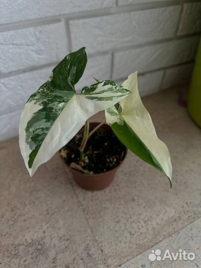 Сингониум цветы комнатные