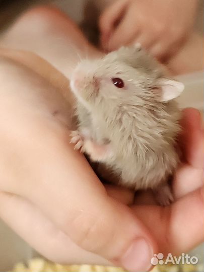 Джунгарский хомяк бесплатно