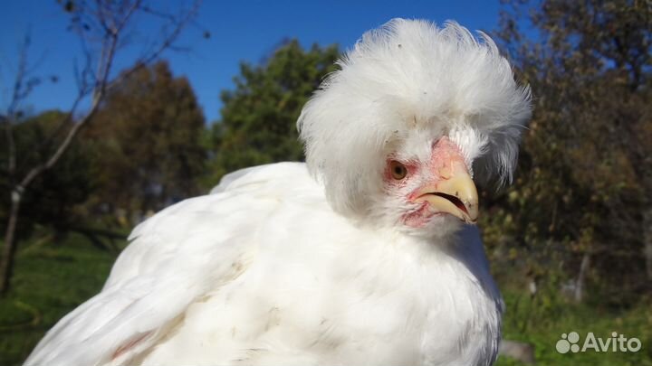 Яйца красивых кур