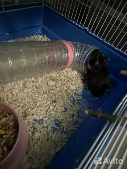 Джунгарский хомяк