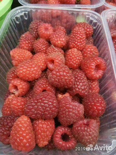 Малина домашняя