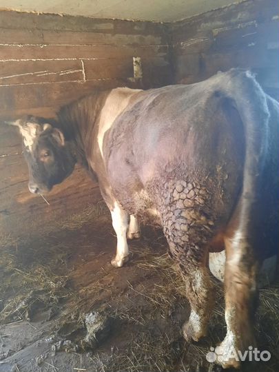 Бык симментал