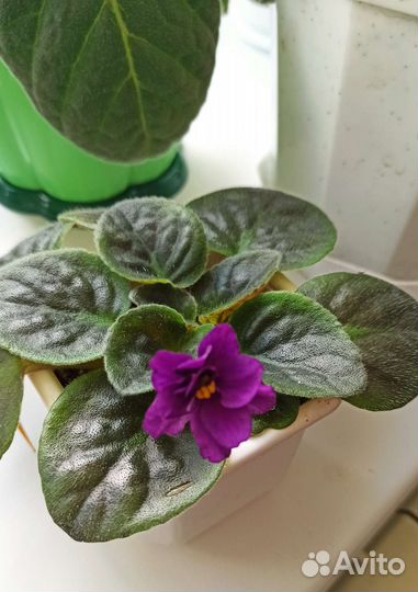 Фиалка цветущая