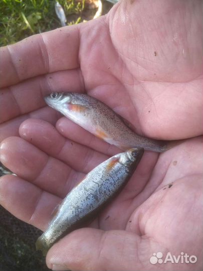 Живец-гальян