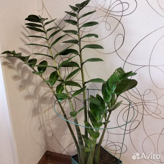 Замиокулькас