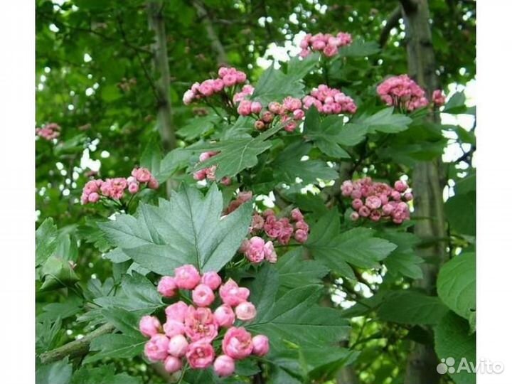 Боярышник Морденский Тоба Источник