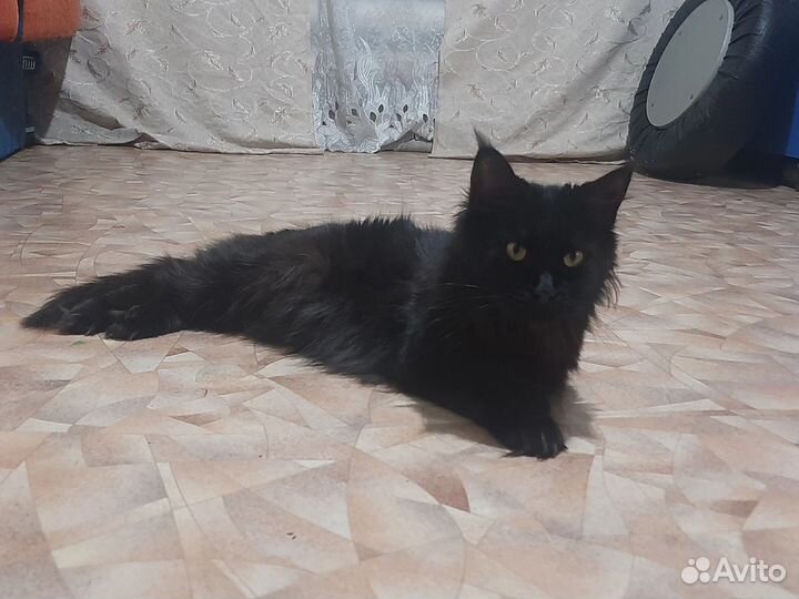 Мейн-кун