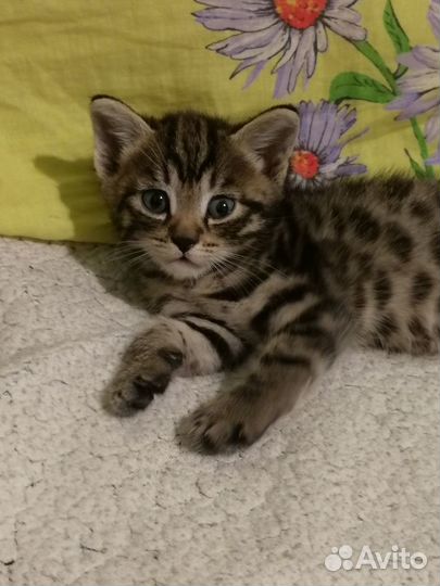 Котенок, кот, животные