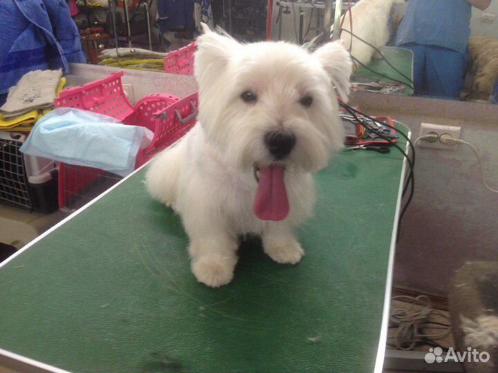 Стрижка животных