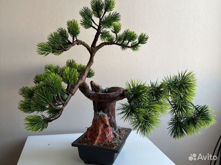 Бонсай сосна иск 32 см