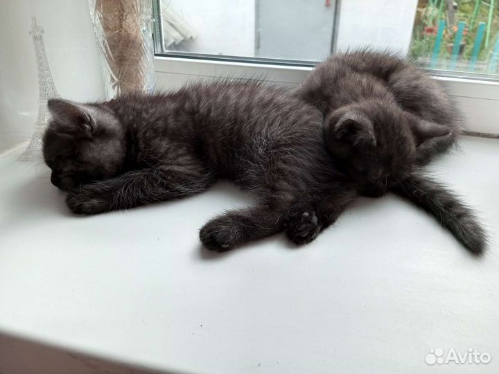 Отдаём котят в добрые руки)