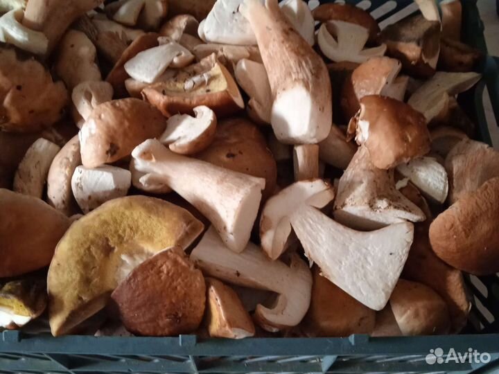 Грибы подосиновики