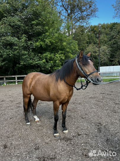 Лошадь кобыла