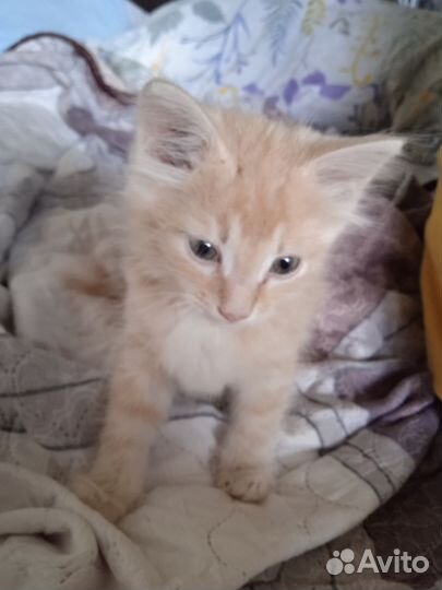 Котенок мальчик