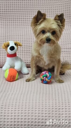 Передержка животных мелких пород