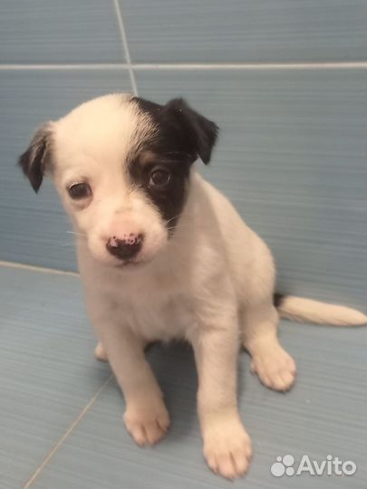 Щенки в добрые руки