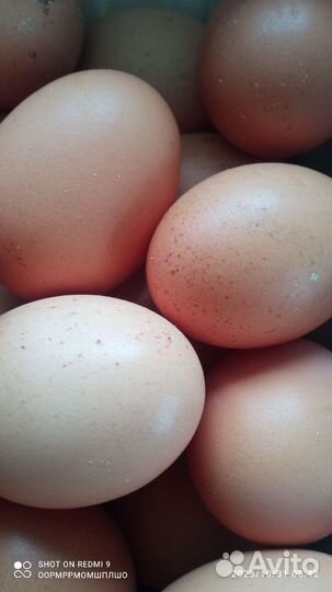 Домашние куриные яйца