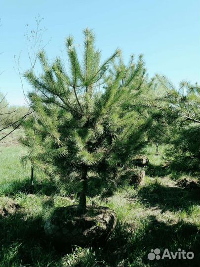 Норвежская сосна