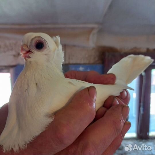 Голуби Орловские