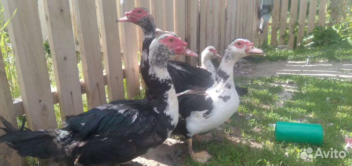 Индоутка мускусная утка