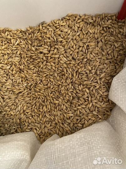 Ячмень урожай 2023