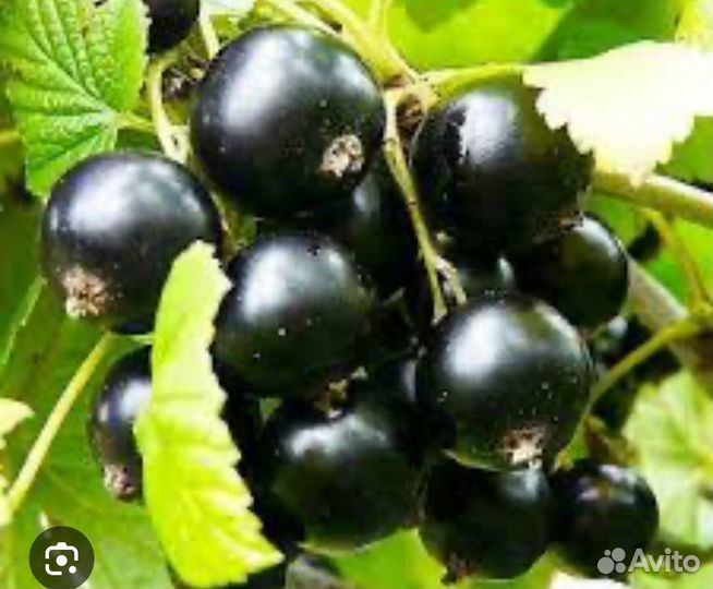 Черная смородина, белая,красная и крыжовник