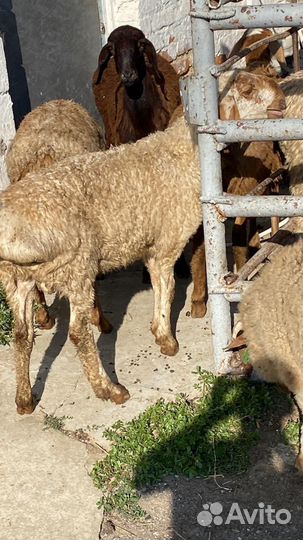 Овцы бараны